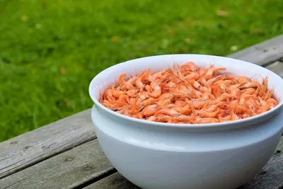 Shrimp