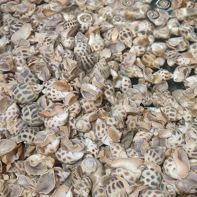 Seashell Marble
