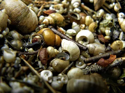Baby Snails