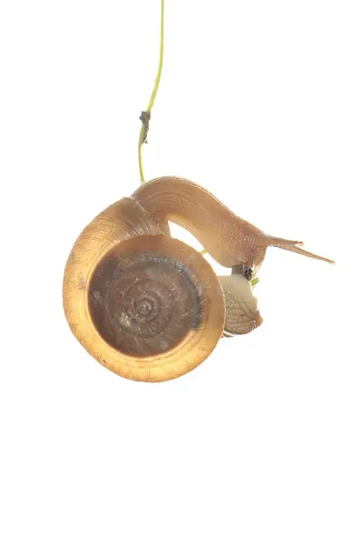 Operculum (gastropod)