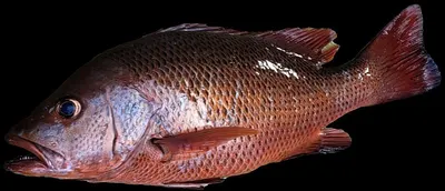 Chili  Red Arowana For Sale