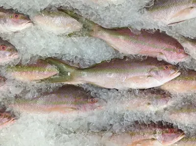 White Red Mullet by Aqua Fauna Exports