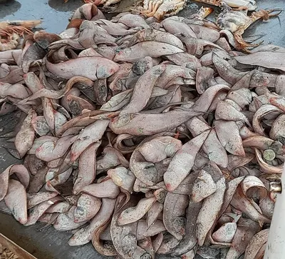 Dry Fish