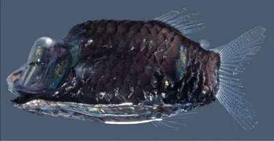 Black Bird Fish by Huvy Export Import Co., Ltd.