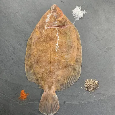 Red Coral Trout