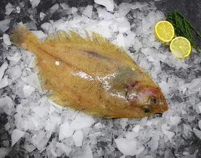 Korean Yellow Corvina Fish
