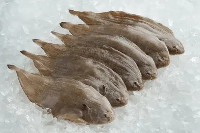 Frozen Catfish by Dalian Yuheng International Trading Co., Ltd