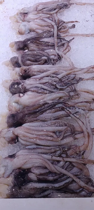 Needle Squid