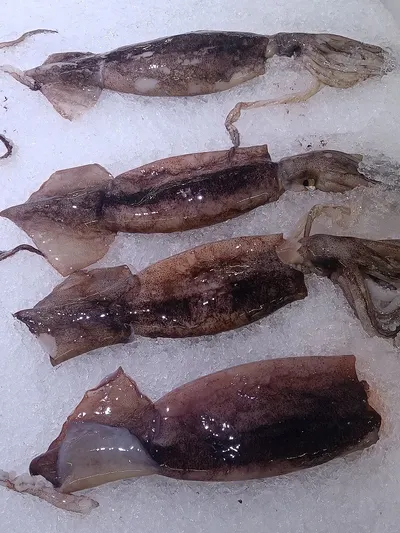 Dried cuttle by Huvy Export Import Co., Ltd.