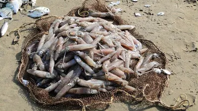 Squid by AGS- Seafoods Division Of Ags Ltd