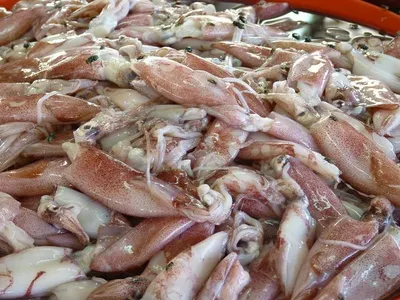 Squids by Reva Fisheries