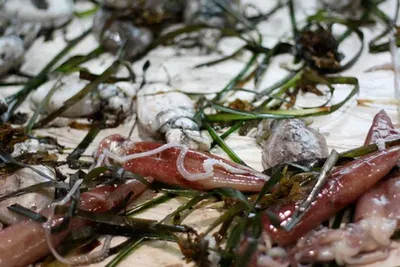 Squid Loligo ( white ) by Westin Commercials