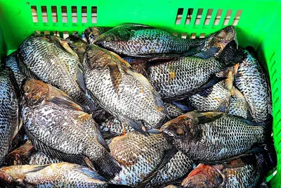 Tilapia