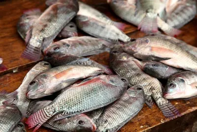 Red Tilapia