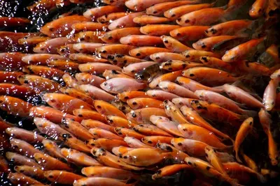Tilapia Fish (Oreochromis niloticus) by Oceanus Foods