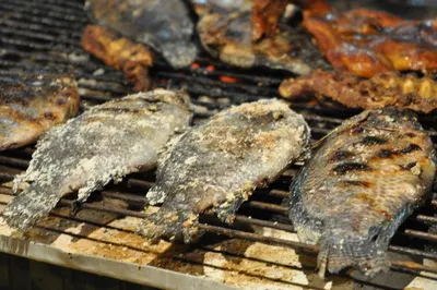 Tilapia fillet