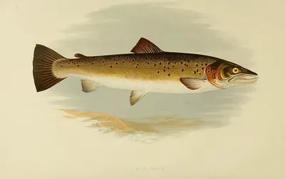 Chum Salmon