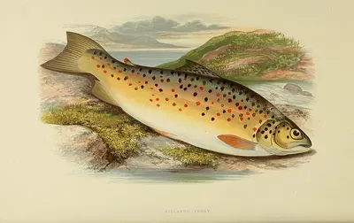 Salamon, Trout and many others.