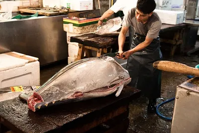 Chilled fresh yellowfin tuna 35kg and up by Planet Sea Product Enterprise