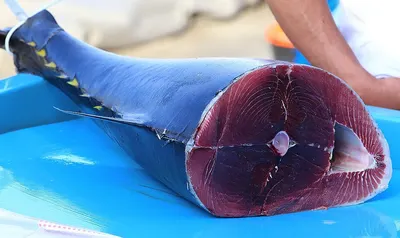 Yellow Fin Tuna