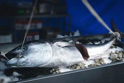 Yellow Fin Tuna Whole Round