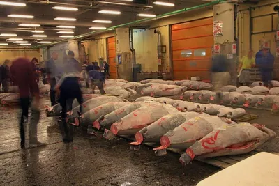 Whole Yellow Fin Tuna