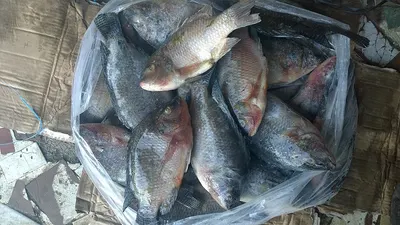 Fresh Water Karfo Fish