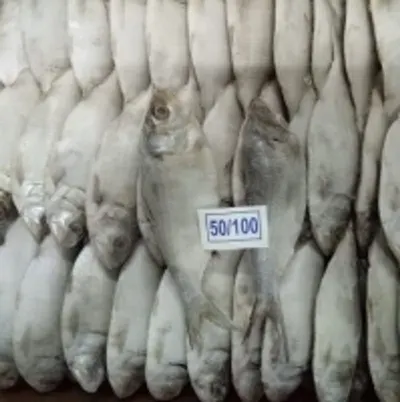 Turbinella Pyrum ( Chank) For Export