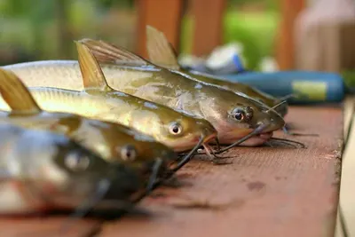 FROZEN CATFISH