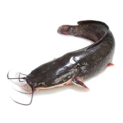 Catfish