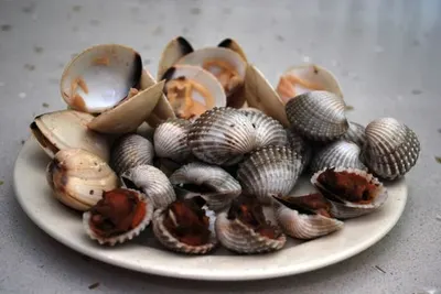 Scallops