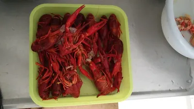 Dried Red Chilly