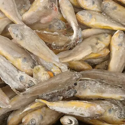 Grey Mullet Bottarga - Italian product by Fortuna - Xxi Ltd.