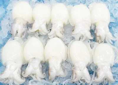 Scoured white sheep, 32 mic