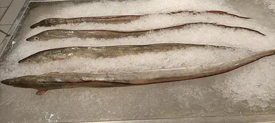 Fresh Eel by Cv. Inobrain Technology
