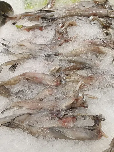 Fresh Chilled Fish