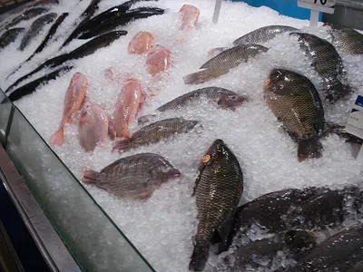Frozen Fish