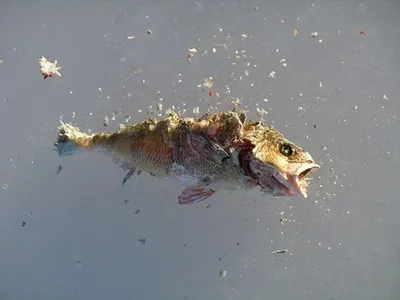 Reefcod Whole by Eseafood Exports