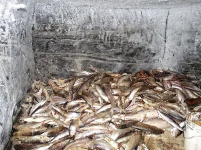 Fresh Frozen Cream Dory Fish Fillet