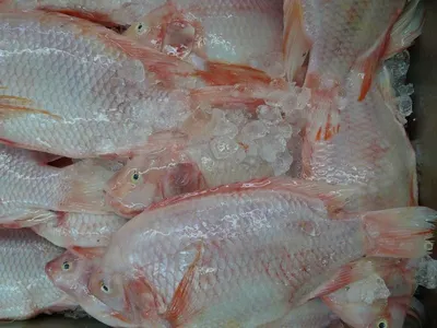 Fish Fresh Demersal