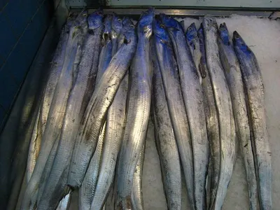 Frozen Mamakari Surimi