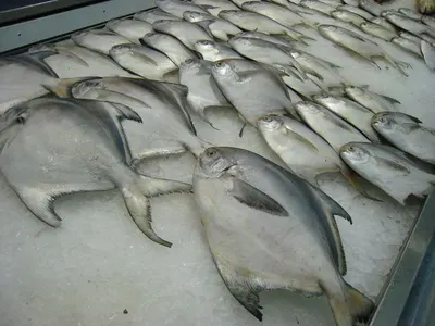 Frozen Cut Poulp Squid