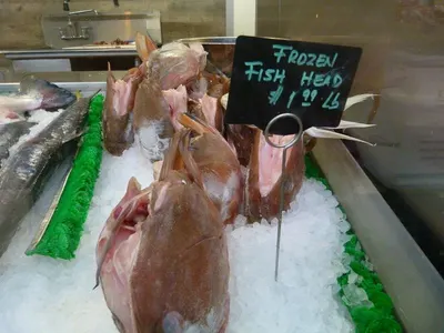 Milk fish for tuna bait