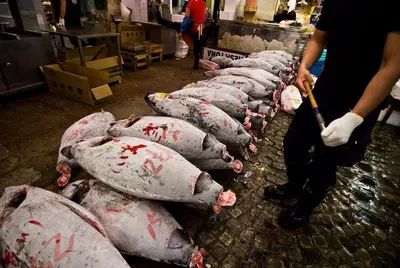 Frozen swordfish