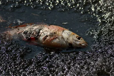 Frozen Fish