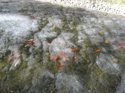Frozen oilfish (rough skin)