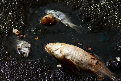 Frozen Basa Fish