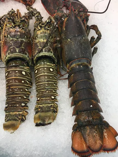 European Lobster