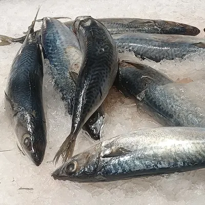 FROZEN FISH SKIPJACK TUNA WHOLE INDONESIA ORIGIN by PT LINRODE MEKAR MAKMUR