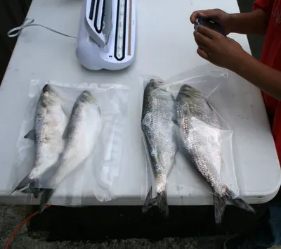 Frozen Indian Mackerel Fish